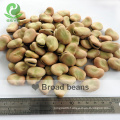 China Qinghai Origin dry broad beans/Fava Beans